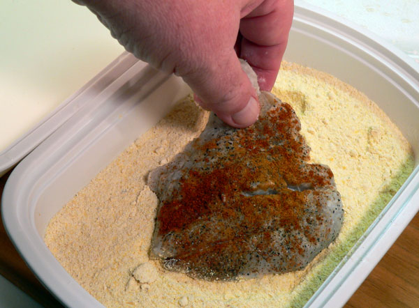 Blue-Fish_16_dredge-cornmeal Bluefish Recipe, dredge in cornmeal.