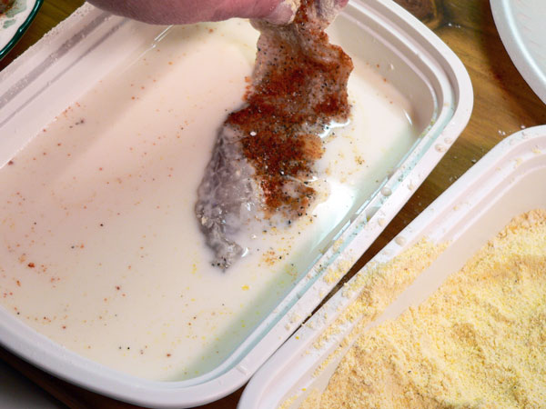 Blue-Fish_18_dredge-milk-again-if-needed Bluefish Recipe, dredge in milk again if needed.