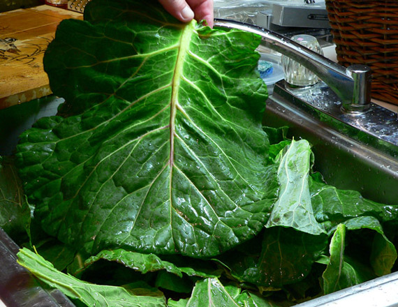 Collard-Greens_large-leaves_04